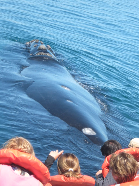 Chubut: Walbeobachtung um die Peninsula Valdes mit bitterem Beigeschmack