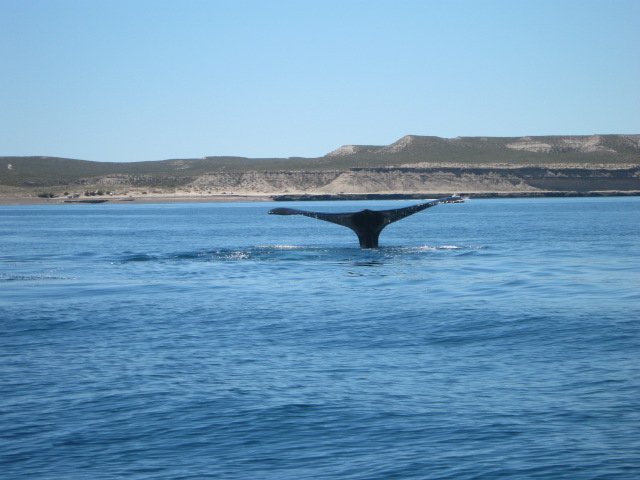 Wale in Uruguay haben Twitter
