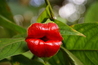 Südamerika Naturreise: Kussmundblume die erotischste Blume der Welt