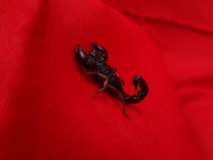 Scorpion Südamerika